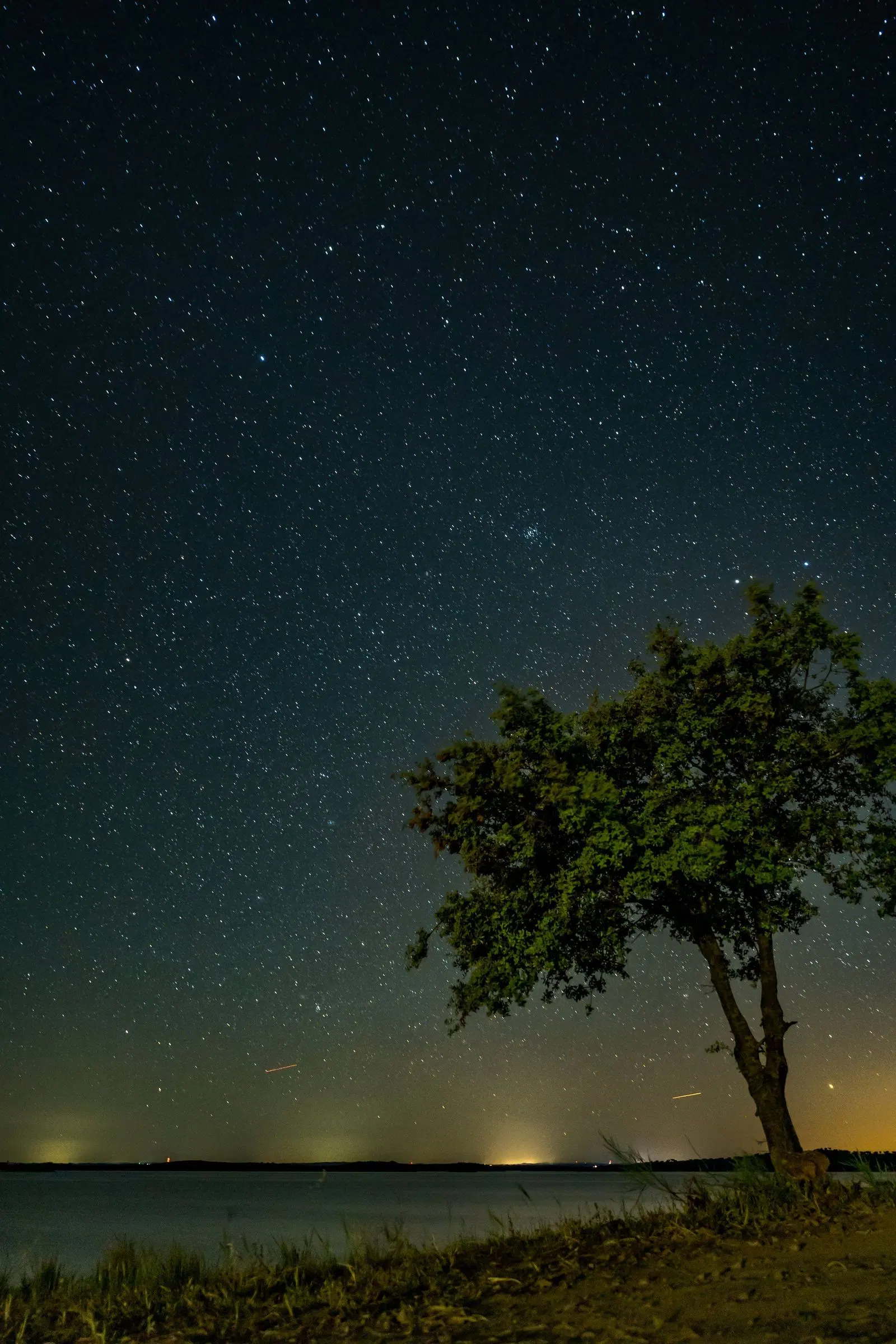 Céu cheio de estrelas sobre o lago Alqueva, com a silhueta de uma azinheira à direita e o brilho ténue de uma aldeia no horizonte.
